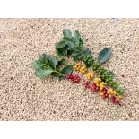 Rare organic & fairtrade Green Coffee Bean Cuzco from Peru Rare organic & fairtrade Green Coffee Bean Cuzco from Peru