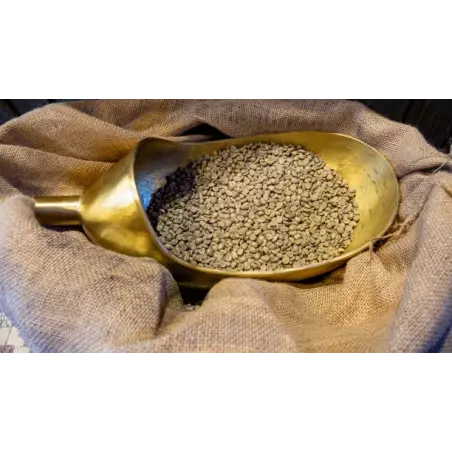 Blue Mountain Green Coffee Bean from Jamaica