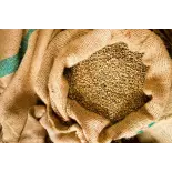 Blue Mountain Green Coffee Bean from Jamaica Blue Mountain Green Coffee Bean from Jamaica