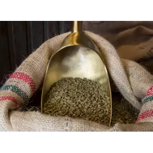 Green Skybury coffee bean from Australia