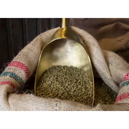 Green Skybury coffee bean from Australia