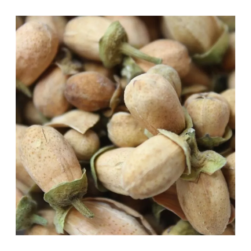 Bouton de fleurs d'orangers séchées bio du Maroc - direct producteur