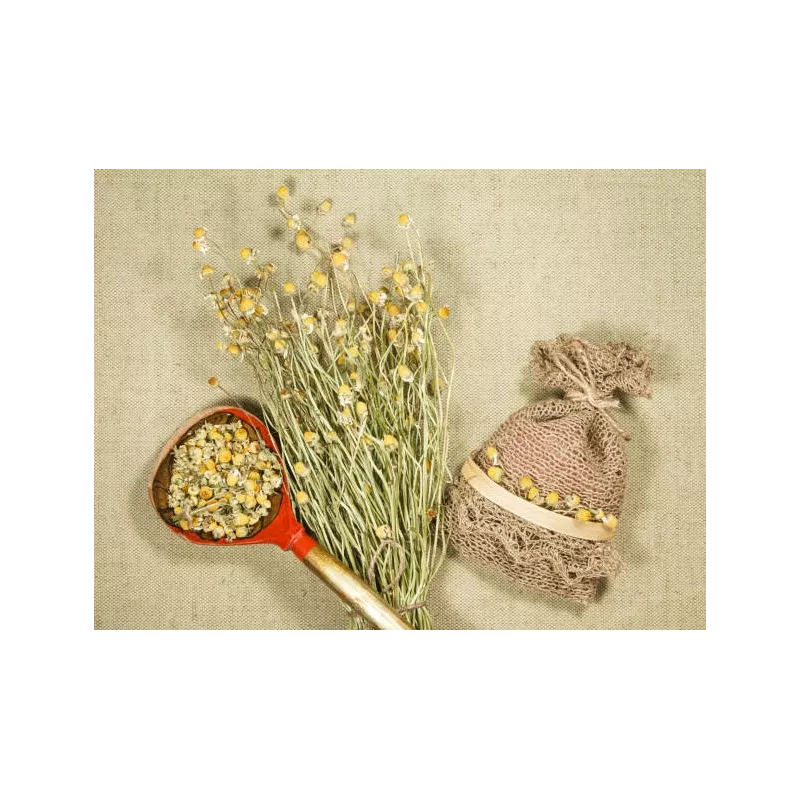Organic Dried German Chamomile Flowers From France - Direct producer