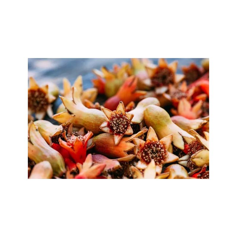 Fleurs de grenade séchées bio & fairtrade d'Ouzbékistan