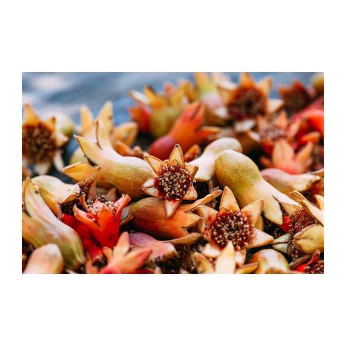 Organic dried pomegranate flowers & fairtrade from Uzbekistan