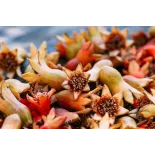 Fleurs de grenade séchées bio & fairtrade d'Ouzbékistan