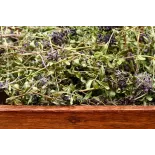 Organic dried flowers thyme From France - direct producer