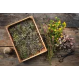 Fleurs de thym séchées bio de France - direct producteur