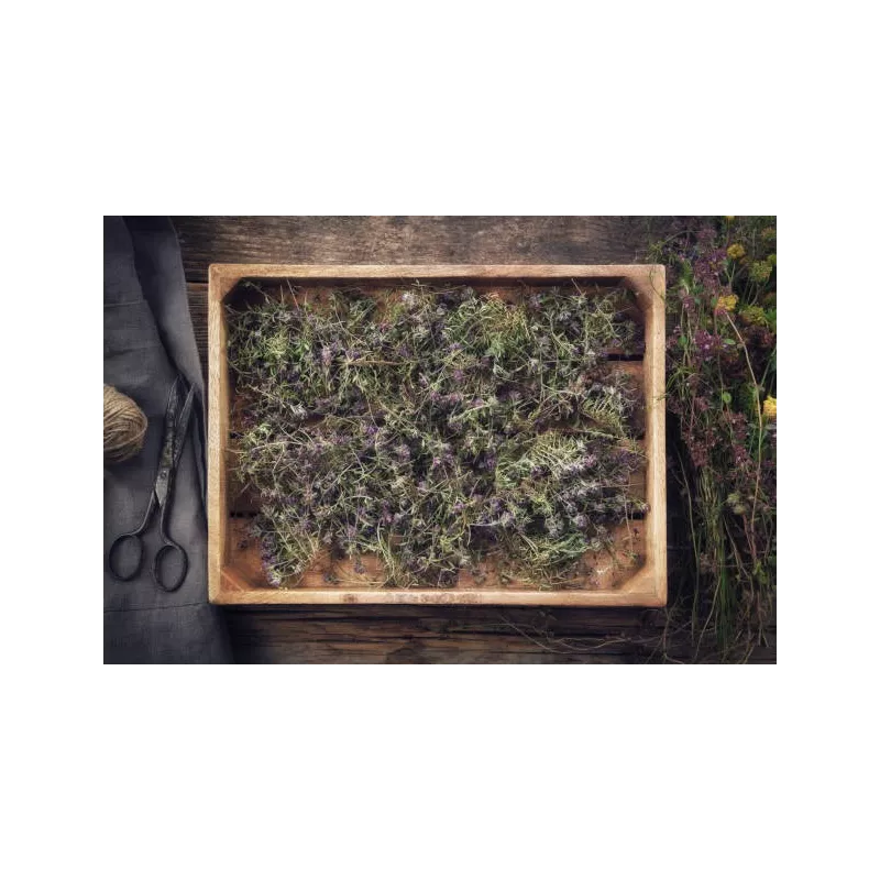 Fleurs de thym séchées bio de France - direct producteur