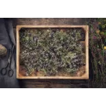 Fleurs de thym séchées bio de France - direct producteur