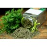 Organic dried thyme PGI PDO from Provence - direct producer