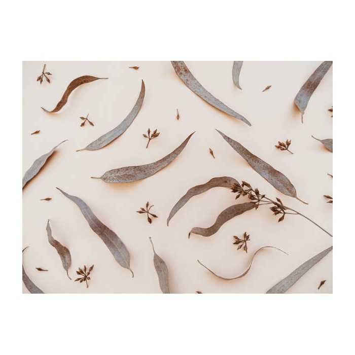 Organic dried eucalyptus leaves from Portugal