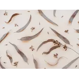 Feuilles d'Eucalyptus séchées bio du Portugal