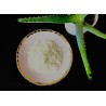 Natural candied Aloe Vera from Spain