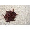 Organic fairtrade red piper longum PGI from Kampot - direct producer