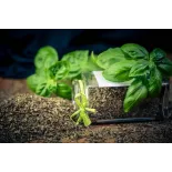 Basilic Séché Bio de France - Direct producteur