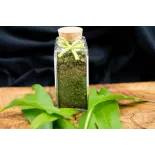 Ail des Ours séché Bio de France - Direct producteur