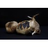 Organic black garlic PDO from Polesano in Italy - Direct producer