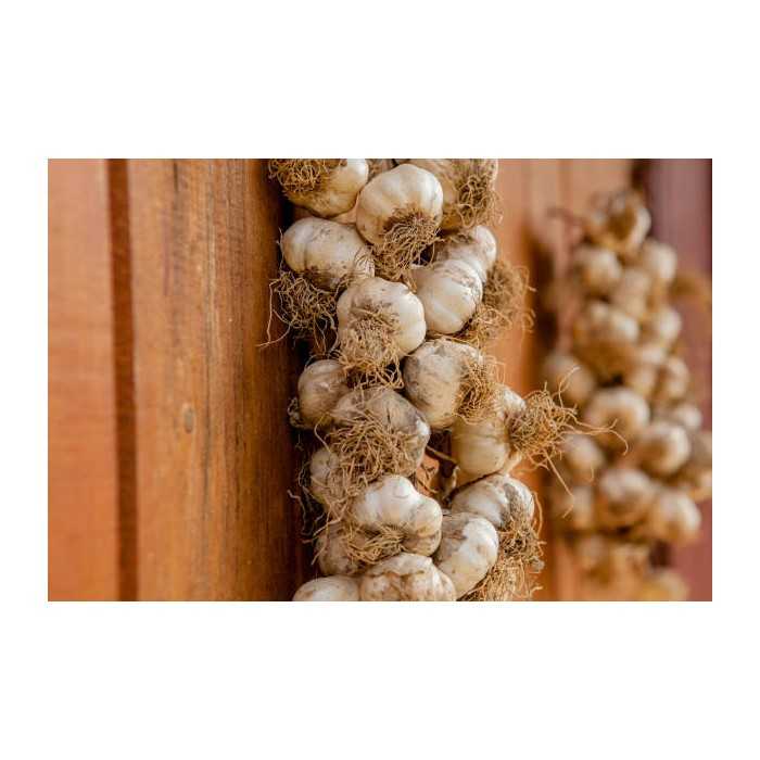Smoked Garlic PGI from Arleux - Direct Producer