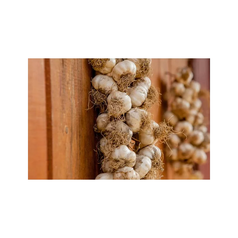 Smoked Garlic PGI from Arleux - Direct Producer