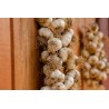 Smoked Garlic PGI from Arleux - Direct Producer
