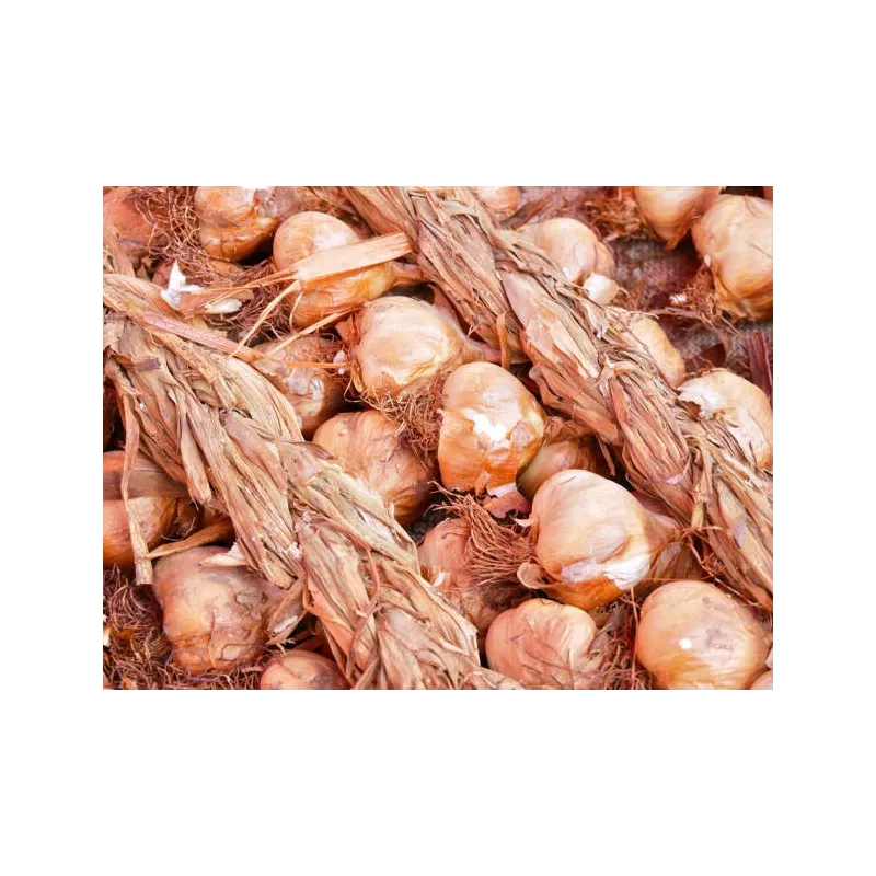 Ail fumé IGP d'Arleux - Direct Producteur