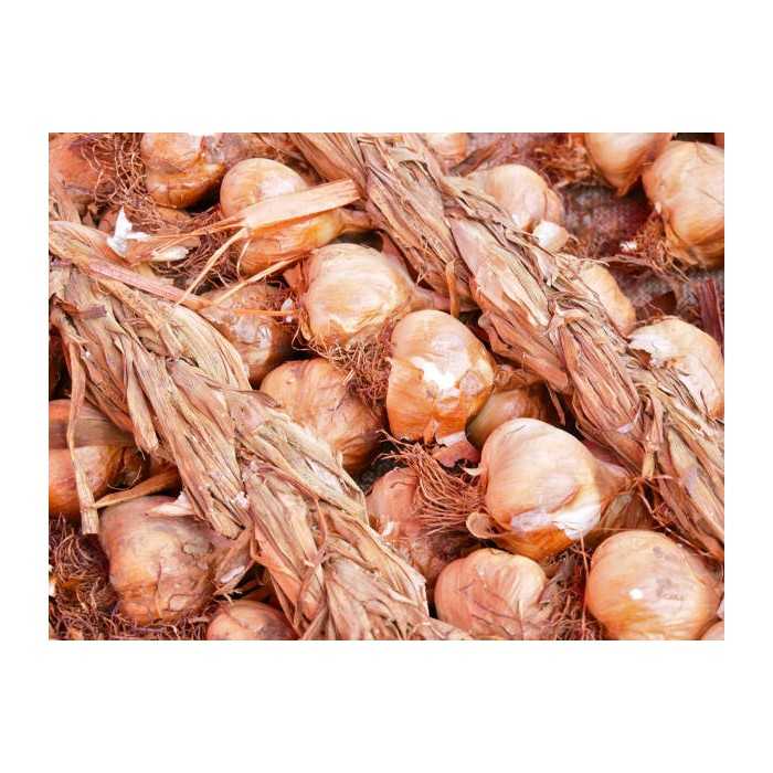 Smoked Garlic PGI from Arleux - Direct Producer