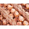 Smoked Garlic PGI from Arleux - Direct Producer