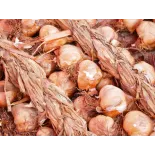Smoked Garlic PGI from Arleux - Direct Producer