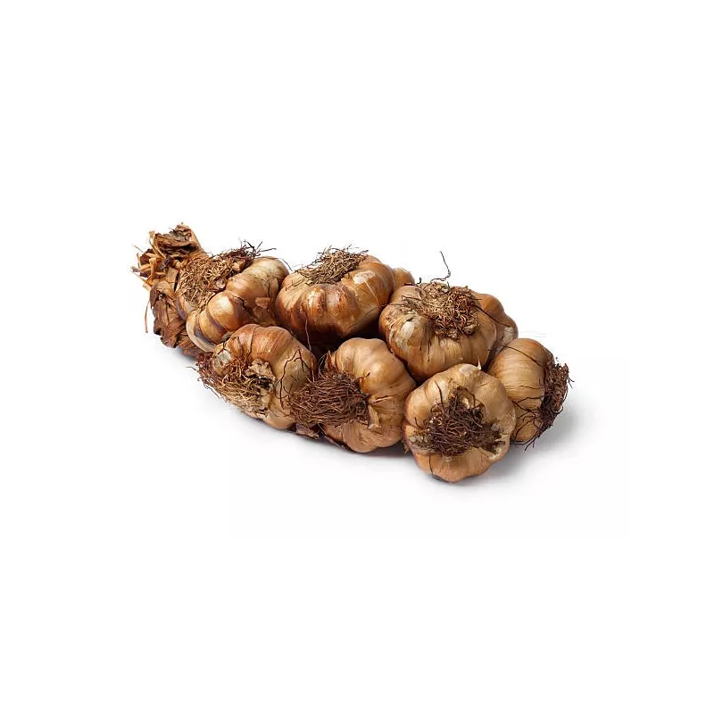 Smoked Garlic PGI from Arleux - Direct Producer