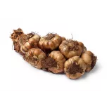 Smoked Garlic PGI from Arleux - Direct Producer