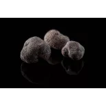 Précieuse Truffe noire bio entière en saumure d'Italie - direct pro...