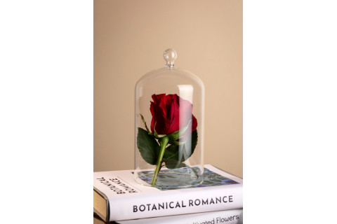 Fleurs séchées bio & infusions de beauté – HECOSFAIR Elégance