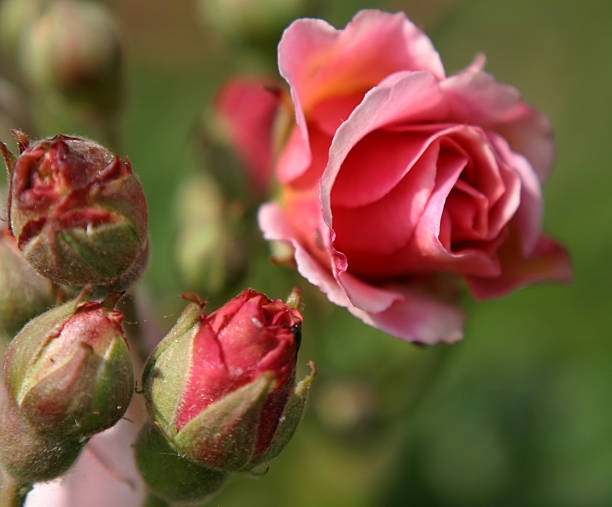 Damask Rose Bud Organic Quality - Dried Rosebud - Rosebud Edible Culinairy Food Grade - Dried Roses Dried Rose Buds Rose Organic Rosebuds Organic