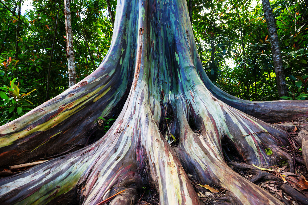 Feuilles d'Eucalyptus séchées bio 150 gr
