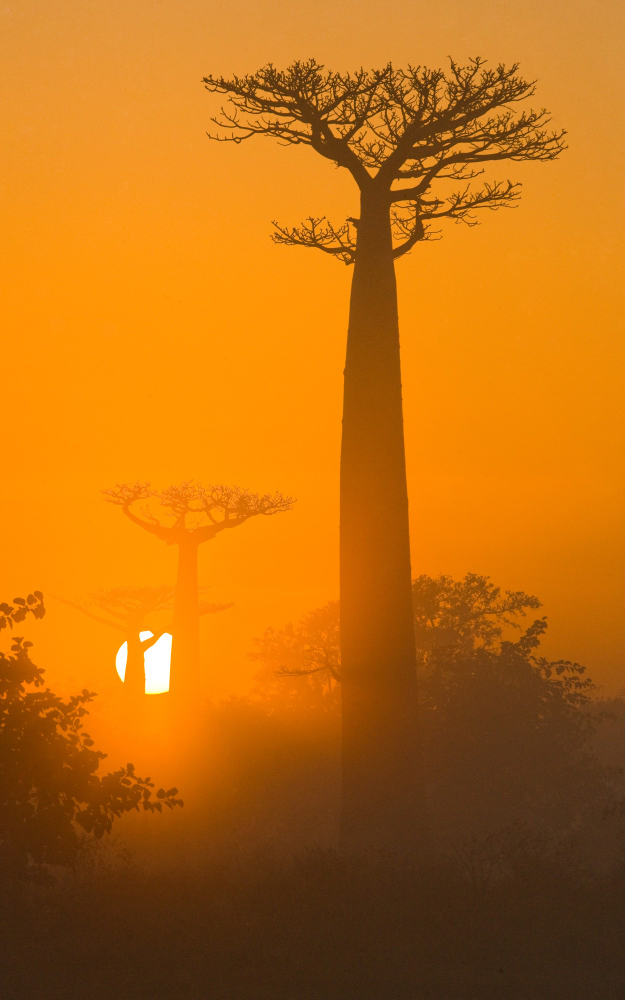Poudre de baobab Bio – Soleil Vie