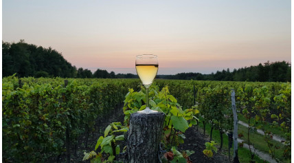Vendanges en Champagne : l’Art et la Passion d’un Terroir d’Exception